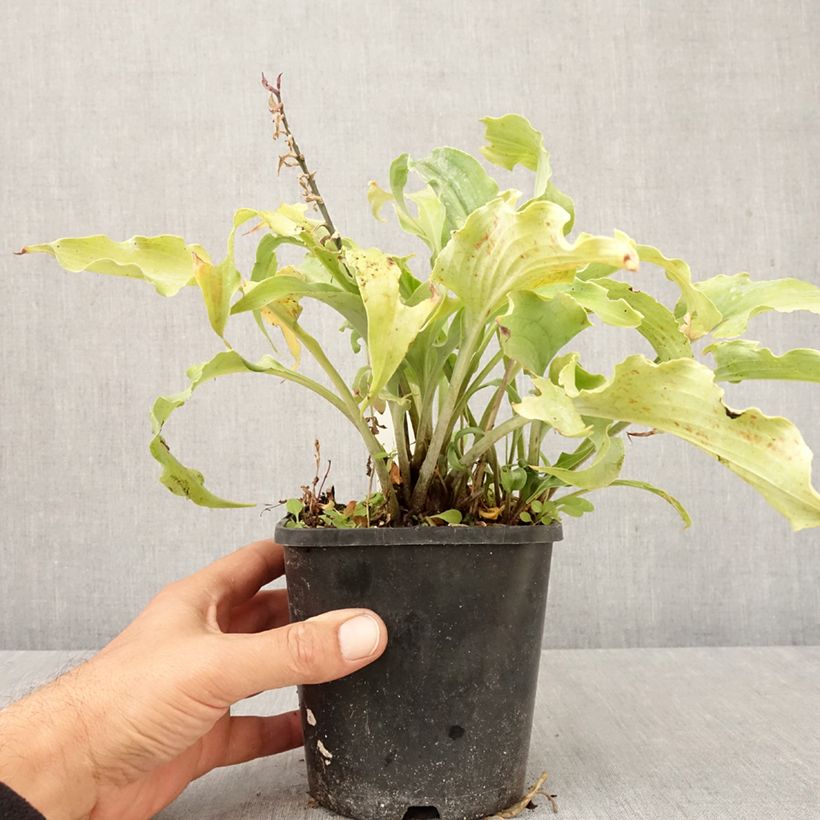 Ejemplar de Hosta Blue Cascade Maceta 1,5L/2L entregado en otoño