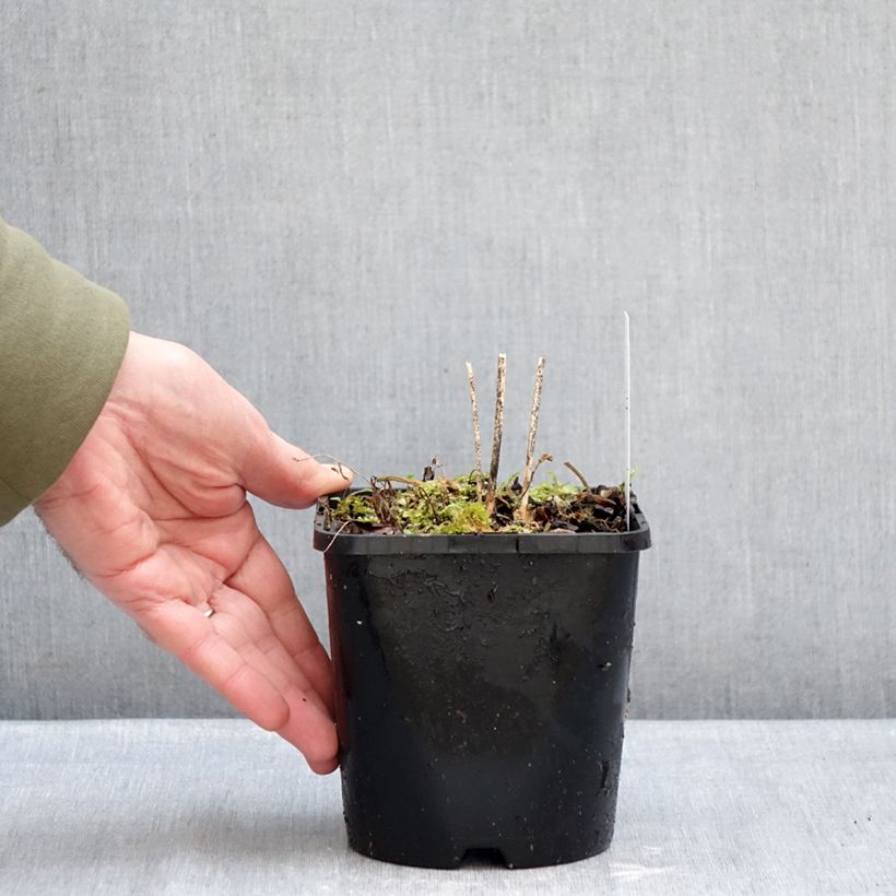 Hosta Blue Cascade Maceta 1,5L/2L Ejemplar entregado en invierno