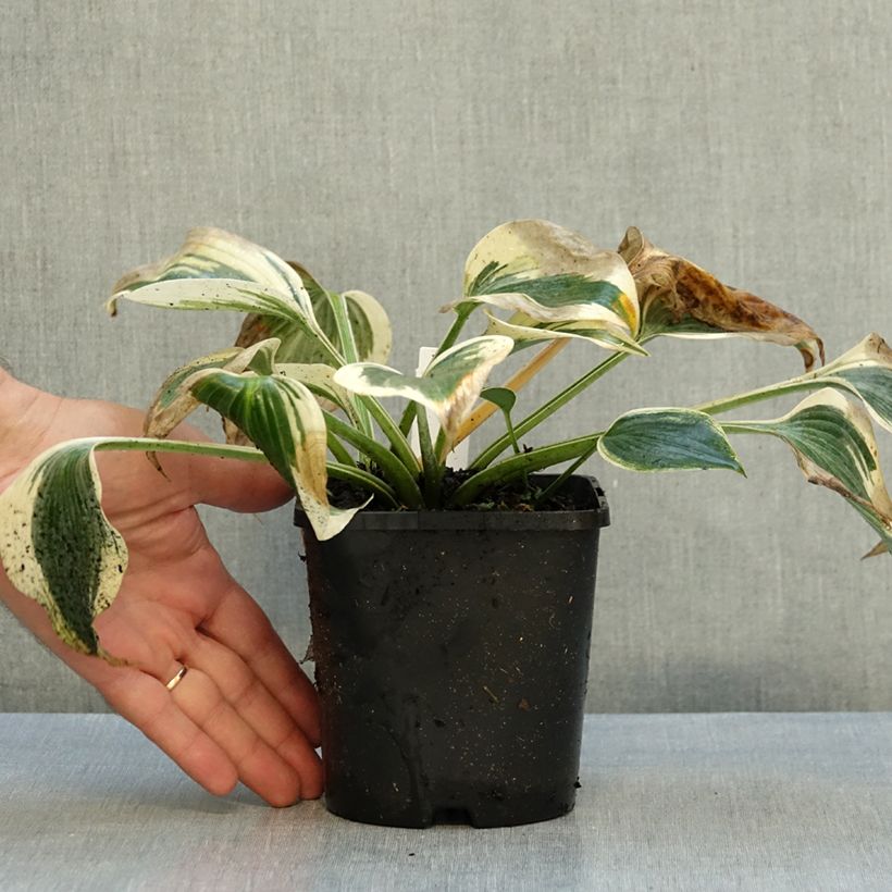 Ejemplar de Hosta tardiana Blue Ivory Maceta 1,5L/2L entregado en otoño