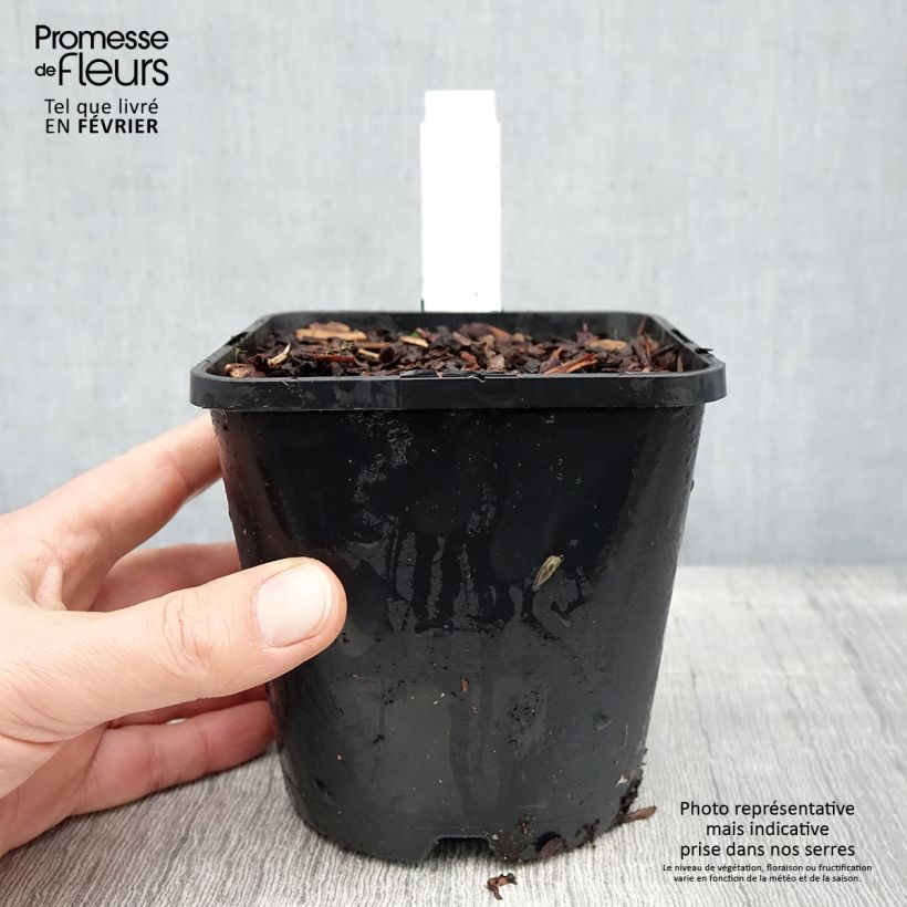 Hosta tardiana Blue Ivory Maceta 1,5L/2L Ejemplar entregado en invierno