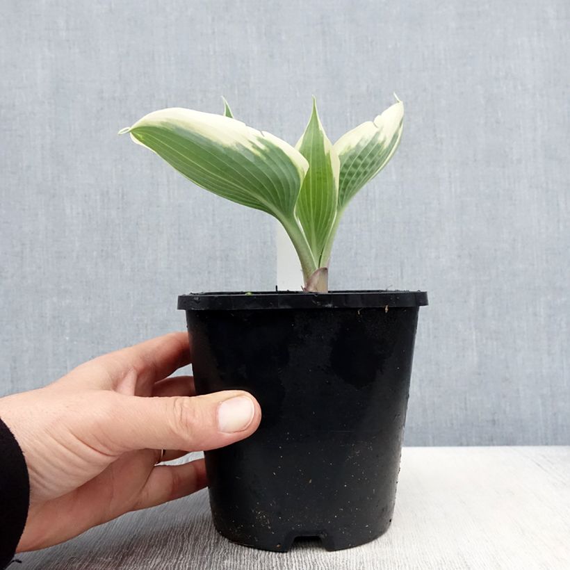 Hosta tardiana Blue Ivory Maceta 1,5L/2L Ejemplar entregado en la primavera