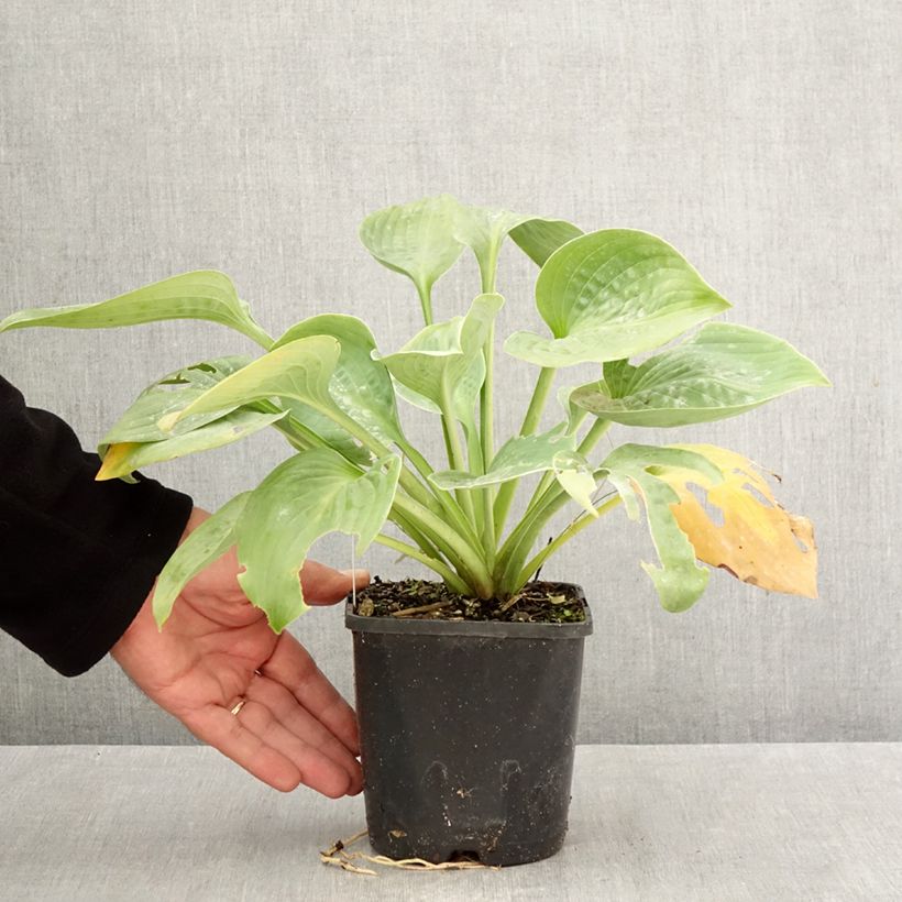 Ejemplar de Hosta Blue Mammoth Maceta 1,5L/2L entregado en otoño