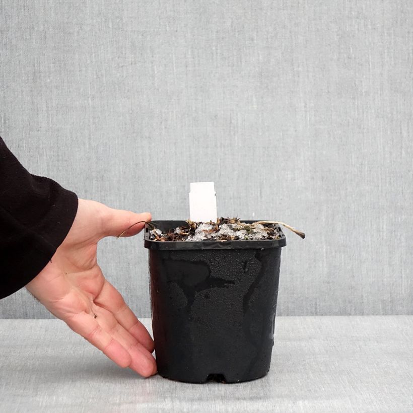 Hosta Blue Mammoth Maceta 1,5L/2L Ejemplar entregado en invierno