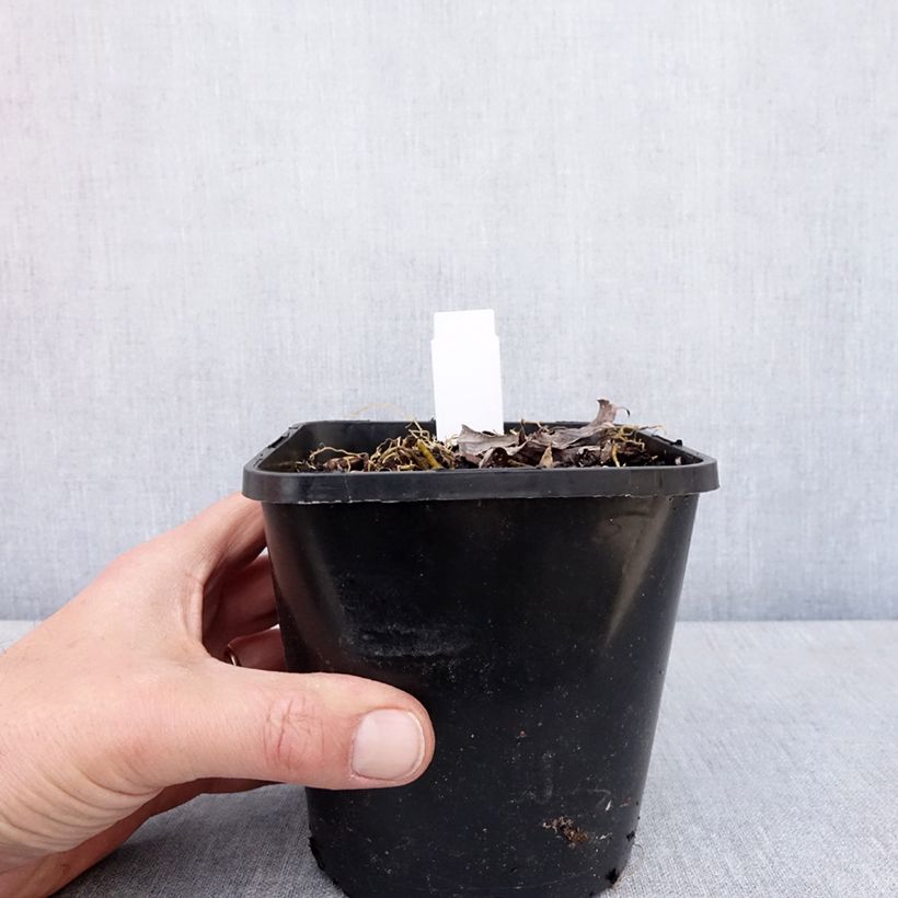 Hosta Blue Mammoth Maceta 1,5L/2L Ejemplar entregado en la primavera