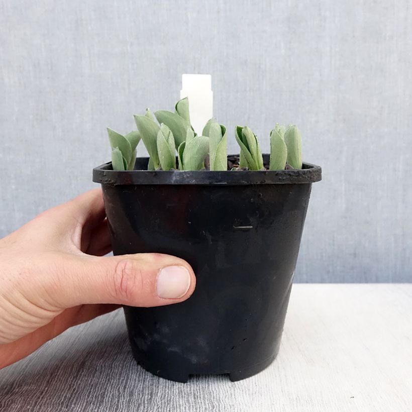 Hosta Blue Mouse Ears Maceta 1,5L/2L Ejemplar entregado en la primavera