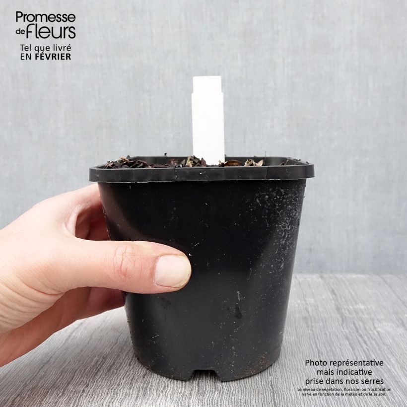 Hosta Blue Vision Maceta 1,5L/2L Ejemplar entregado en invierno