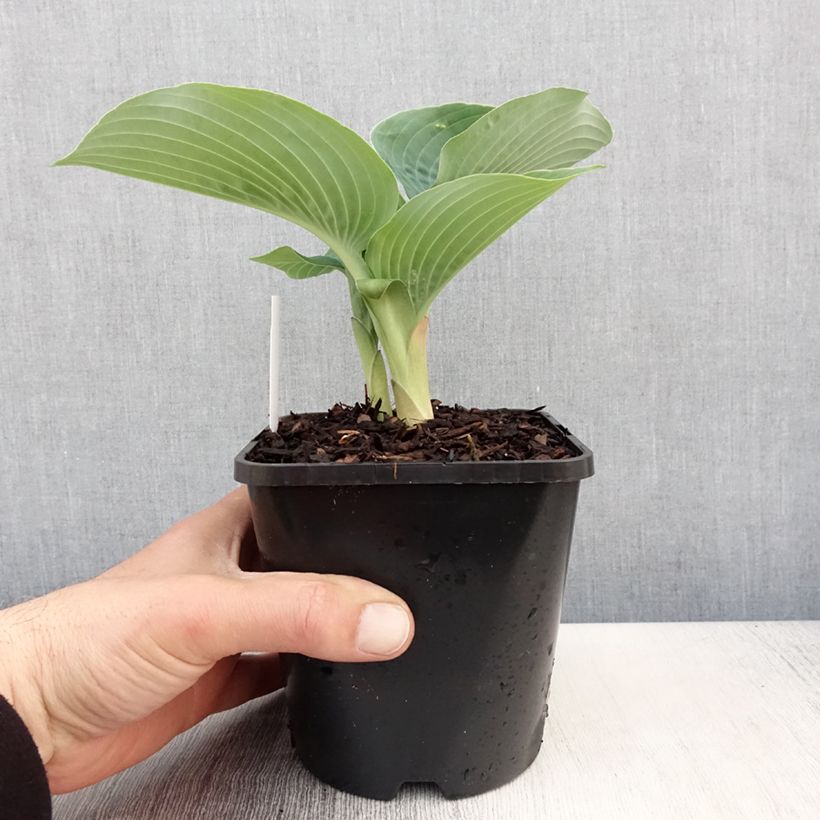 Hosta Blue Vision Maceta 1,5L/2L Ejemplar entregado en la primavera