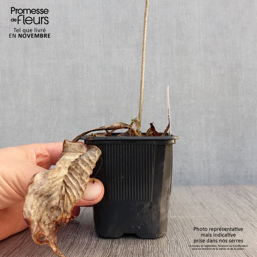 Ejemplar de Hosta Bressingham Blue Maceta de 8/9 cm entregado en otoño