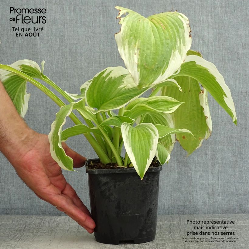 Ejemplar de Hosta Bridal Falls Maceta 1,5L/2L entregado en verano