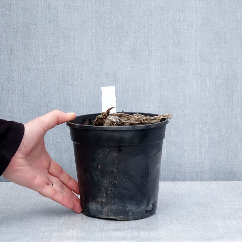 Hosta Bridal Falls Maceta 1,5L/2L Ejemplar entregado en invierno