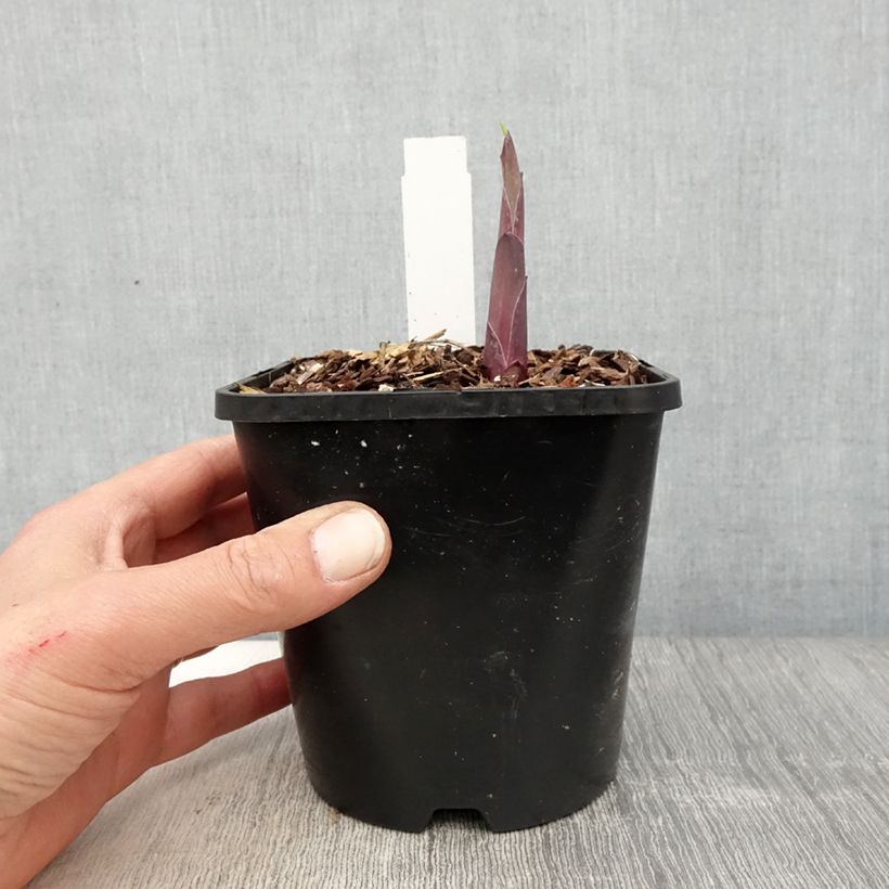 Hosta Bridal Falls Maceta 1,5L/2L Ejemplar entregado en la primavera