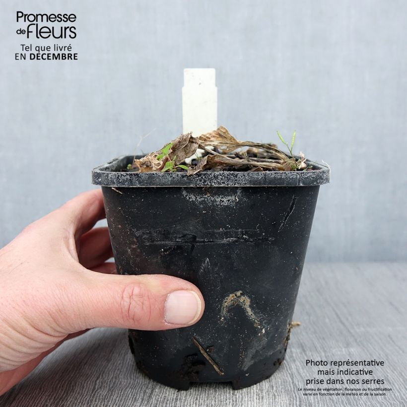 Ejemplar de Hosta Broad Street Maceta 1,5L/2L entregado en otoño