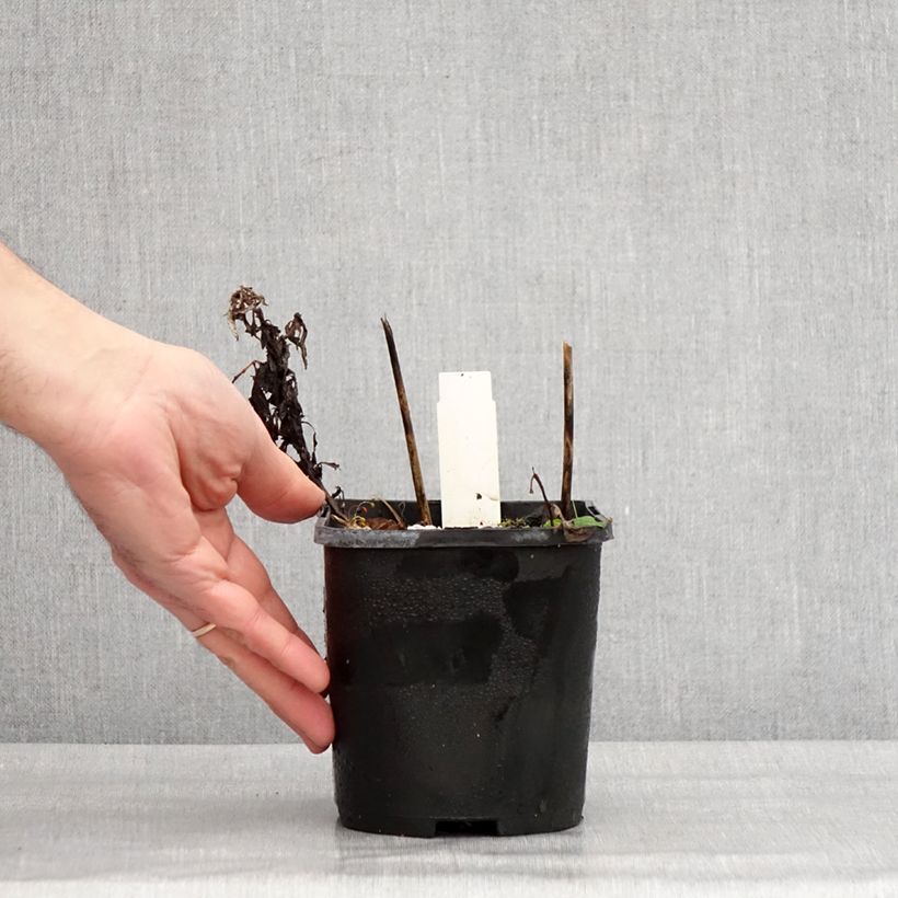 Hosta Broad Street Maceta 1,5L/2L Ejemplar entregado en invierno