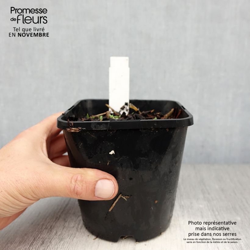 Ejemplar de Hosta Broadway Maceta 1,5L/2L entregado en otoño