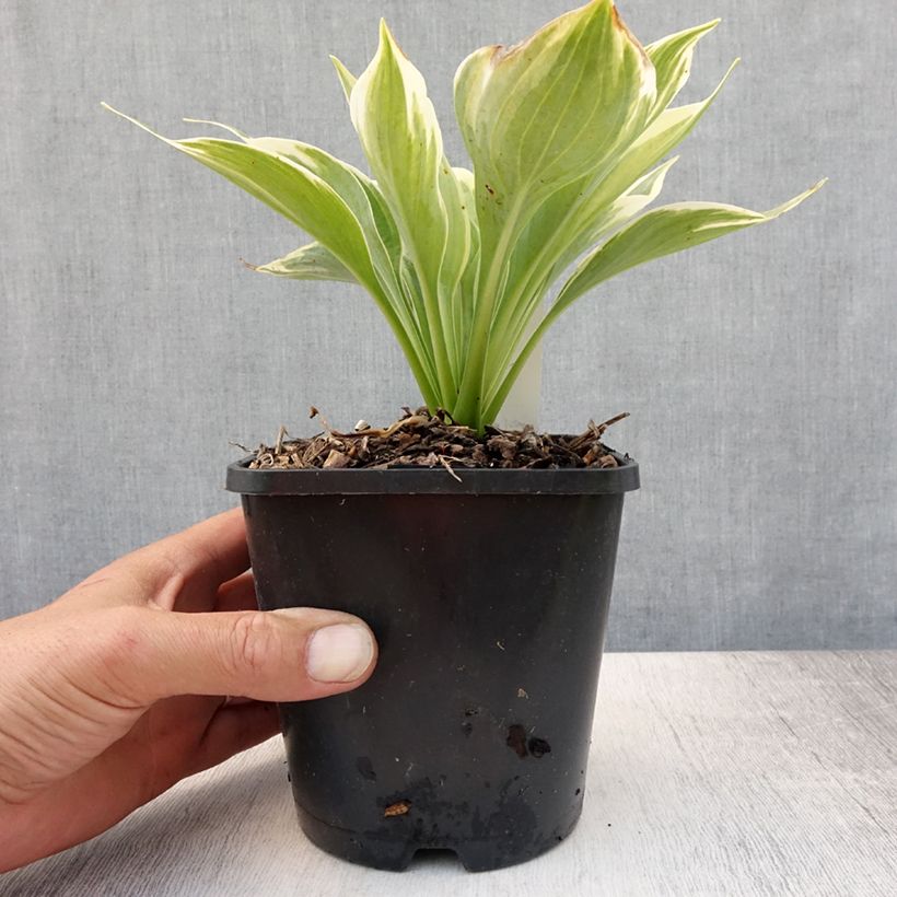 Ejemplar de Hosta Broadway Maceta 1,5L/2L entregado en verano
