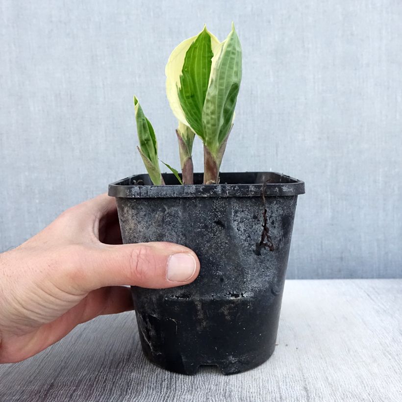 Hosta Captain’s Adventure Maceta 1,5L/2L Ejemplar entregado en la primavera