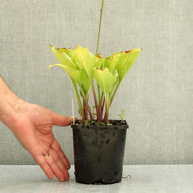 Ejemplar de Hosta Celtic Uplands Pot de 1,5L/2L entregado en verano