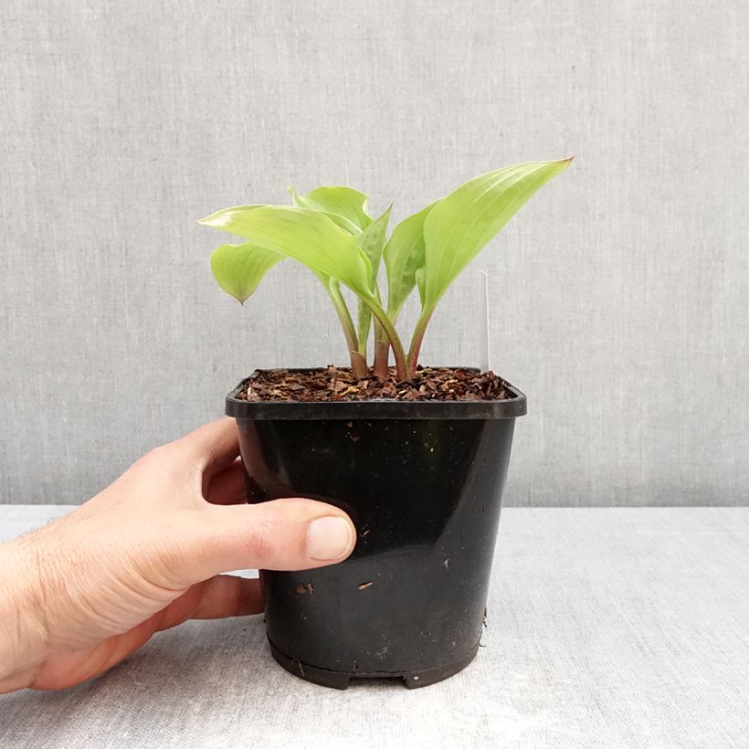 Hosta Celtic Uplands Maceta 1,5L/2L Ejemplar entregado en la primavera