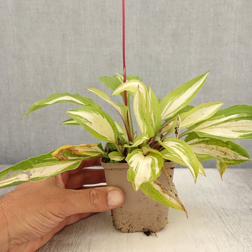 Ejemplar de Hosta Cherry Berry Maceta de 8/9 cm entregado en verano
