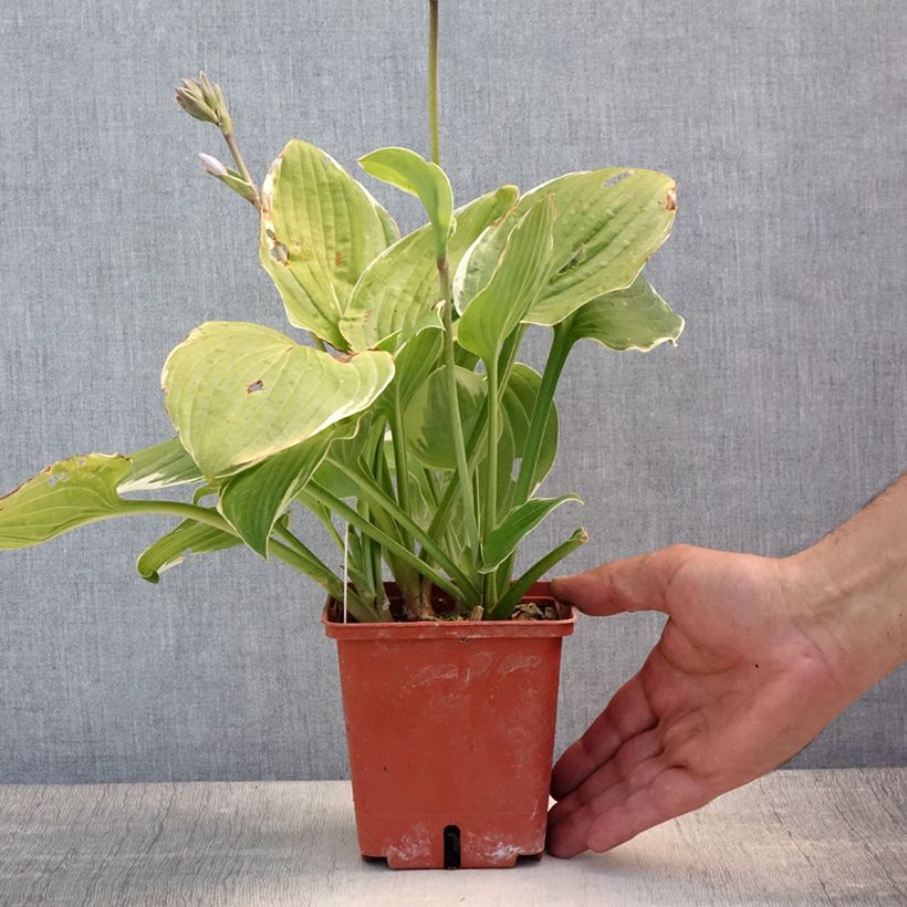 Ejemplar de Hosta Christmas Tree Maceta 1L/1,5L entregado en verano