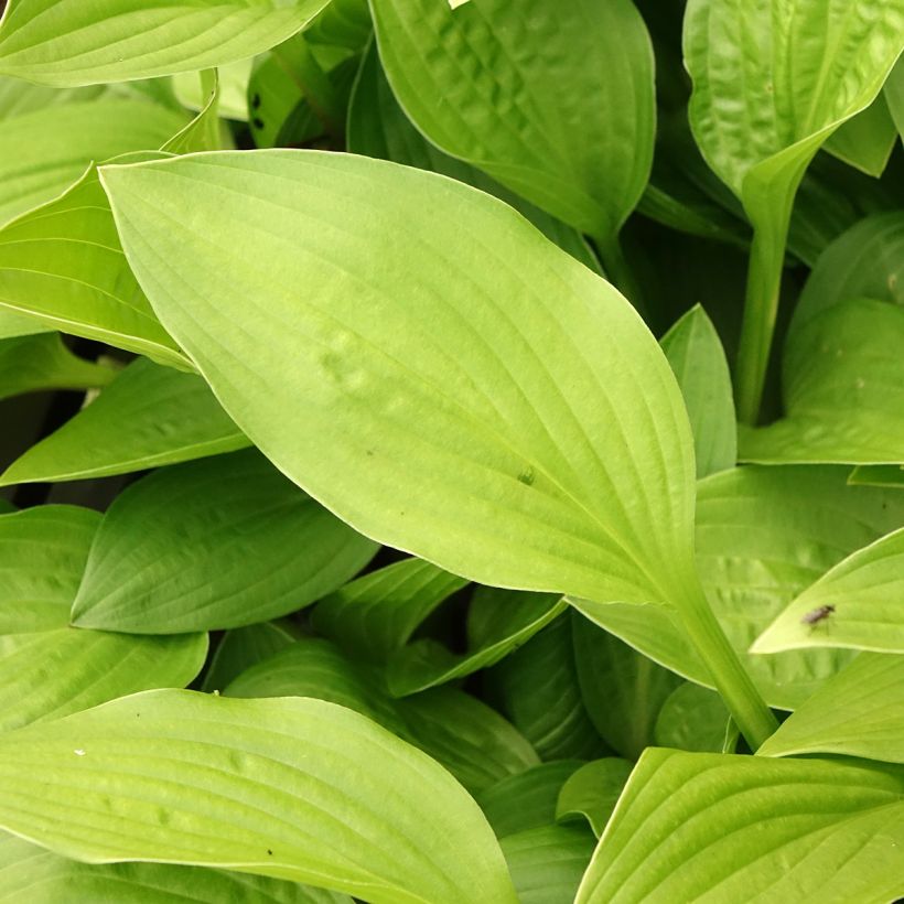 Hosta clausa var. normalis (Follaje)