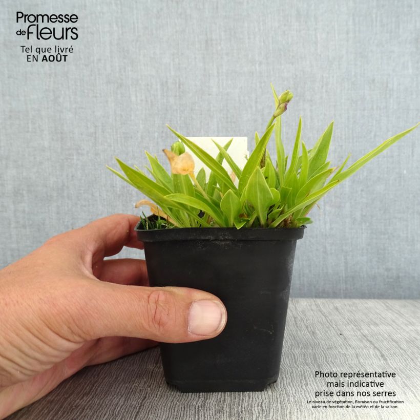 Ejemplar de Hosta clausa var. normalis Maceta de 8/9 cm entregado en verano
