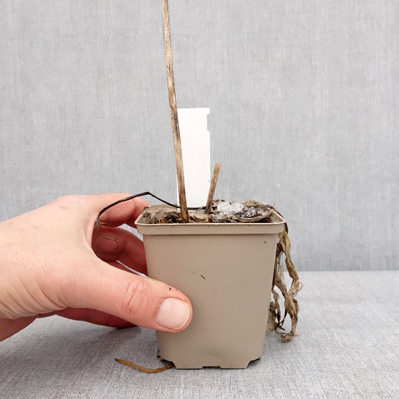 Hosta clausa var. normalis Maceta de 8/9 cm Ejemplar entregado en invierno