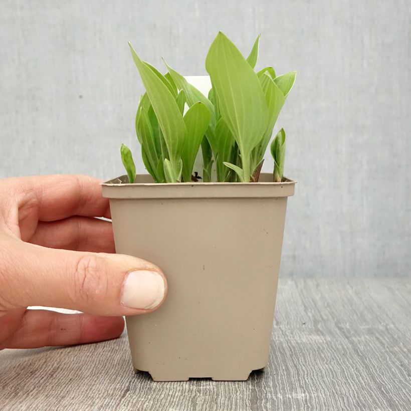 Hosta clausa var. normalis Maceta de 8/9 cm Ejemplar entregado en la primavera