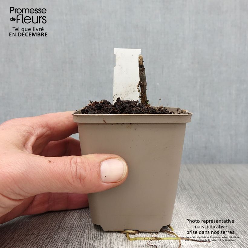 Ejemplar de Hosta Clifford's Forest Fire Maceta de 8/9 cm entregado en otoño