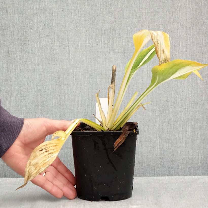 Ejemplar de Hosta Clifford's Stingray Maceta 1,5L/2L entregado en otoño