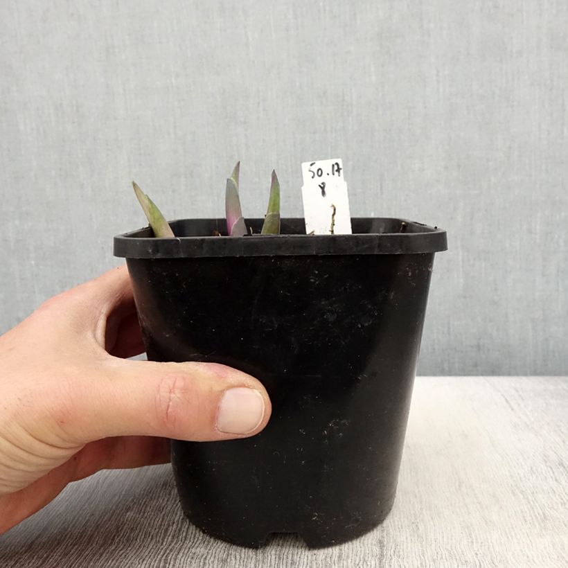 Hosta Clifford's Stingray Maceta 1,5L/2L Ejemplar entregado en la primavera