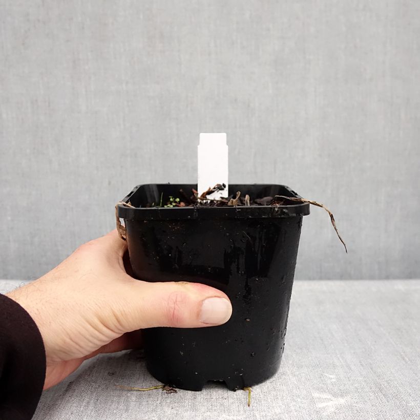 Ejemplar de Hosta Curly Fries Maceta 1,5L/2L entregado en otoño
