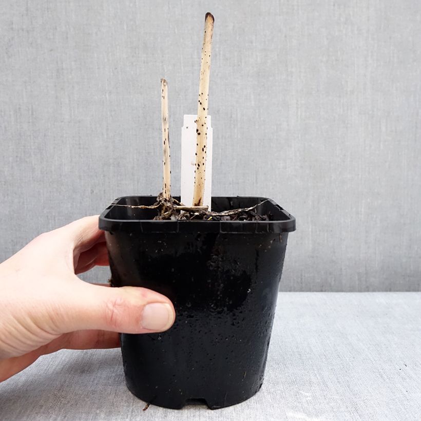 Hosta Curly Fries Maceta 1,5L/2L Ejemplar entregado en invierno