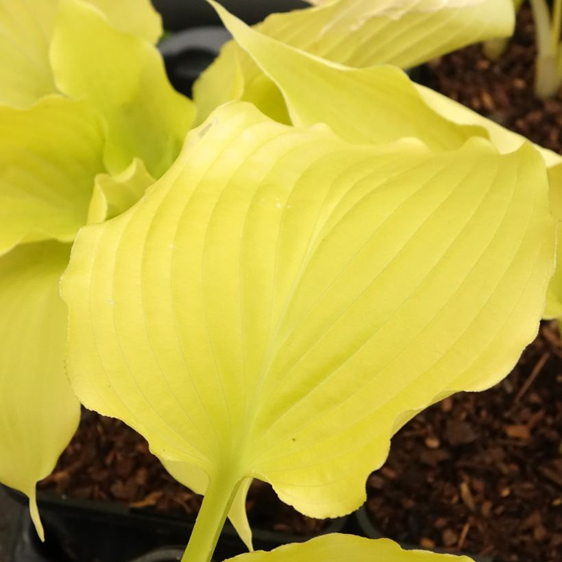 Hosta Dancing Queen (Follaje)