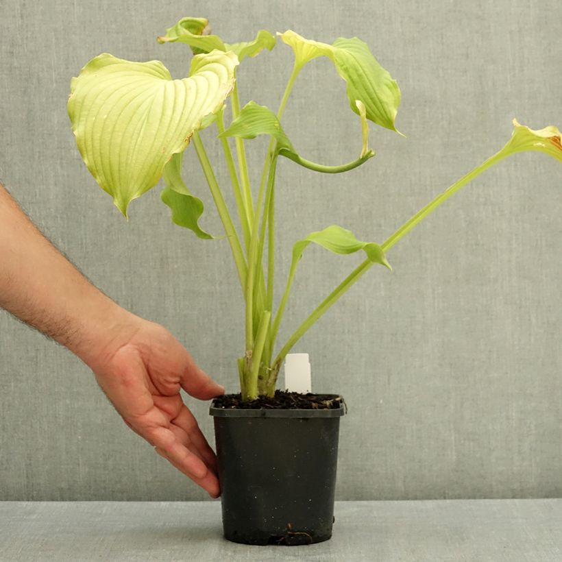 Ejemplar de Hosta Dancing Queen Pot de 1,5L/2L entregado en verano