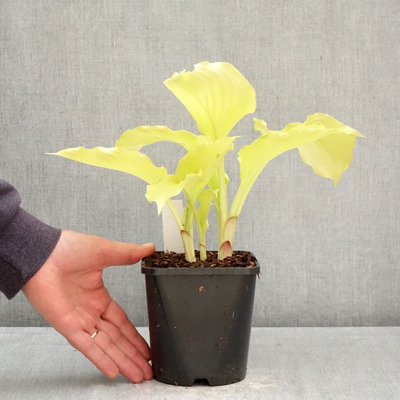 Hosta Dancing Queen Maceta 1,5L/2L Ejemplar entregado en la primavera