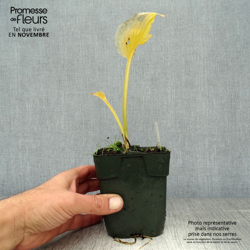 Ejemplar de Hosta Delta Dawn Maceta de 8/9 cm entregado en otoño