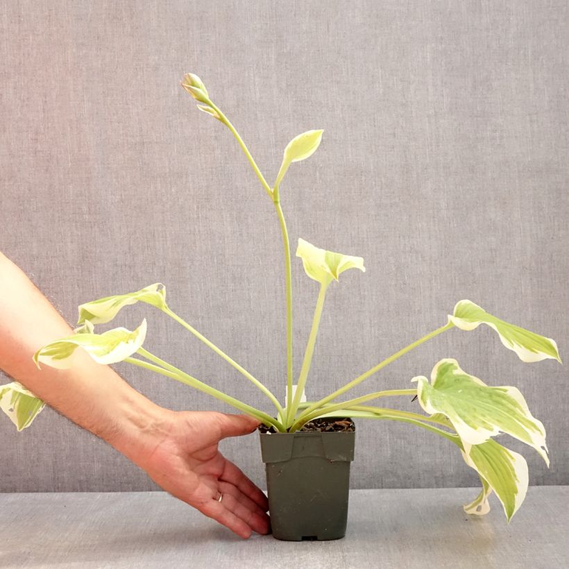 Ejemplar de Hosta Delta Dawn Maceta de 8/9 cm entregado en verano