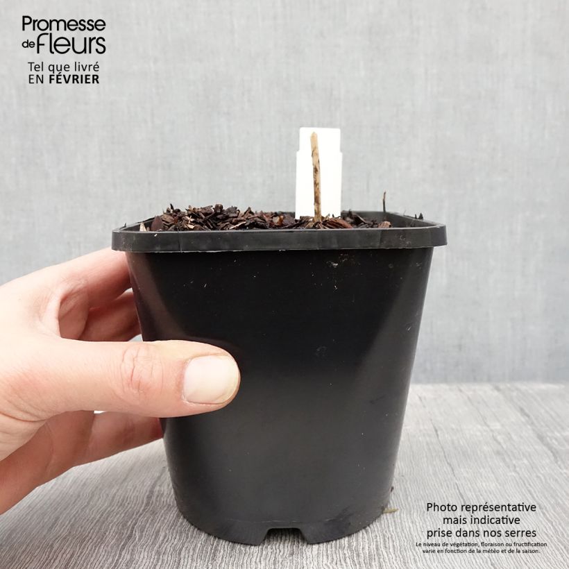 Hosta Devon Green Maceta 1,5L/2L Ejemplar entregado en invierno