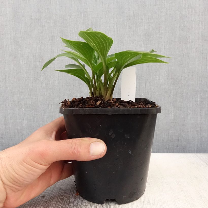 Hosta Devon Green Maceta 1,5L/2L Ejemplar entregado en la primavera