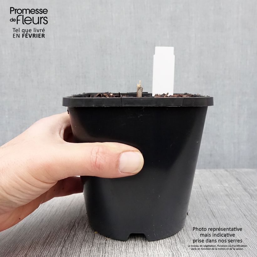 Hosta Diamond Lake Maceta 1,5L/2L Ejemplar entregado en invierno