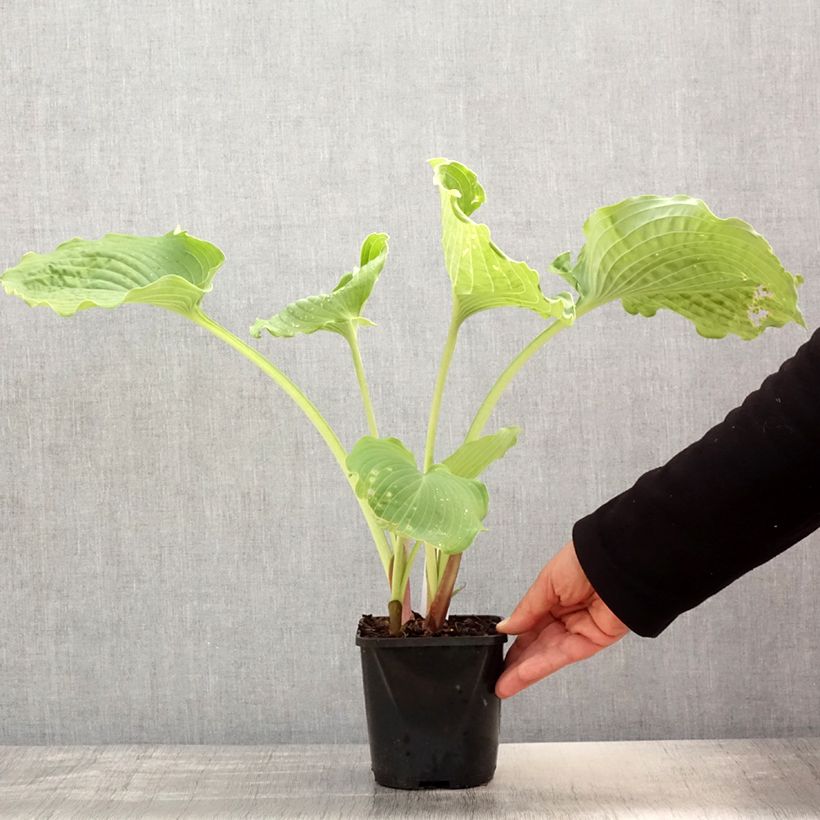 Hosta Diamond Lake Maceta 1,5L/2L Ejemplar entregado en la primavera