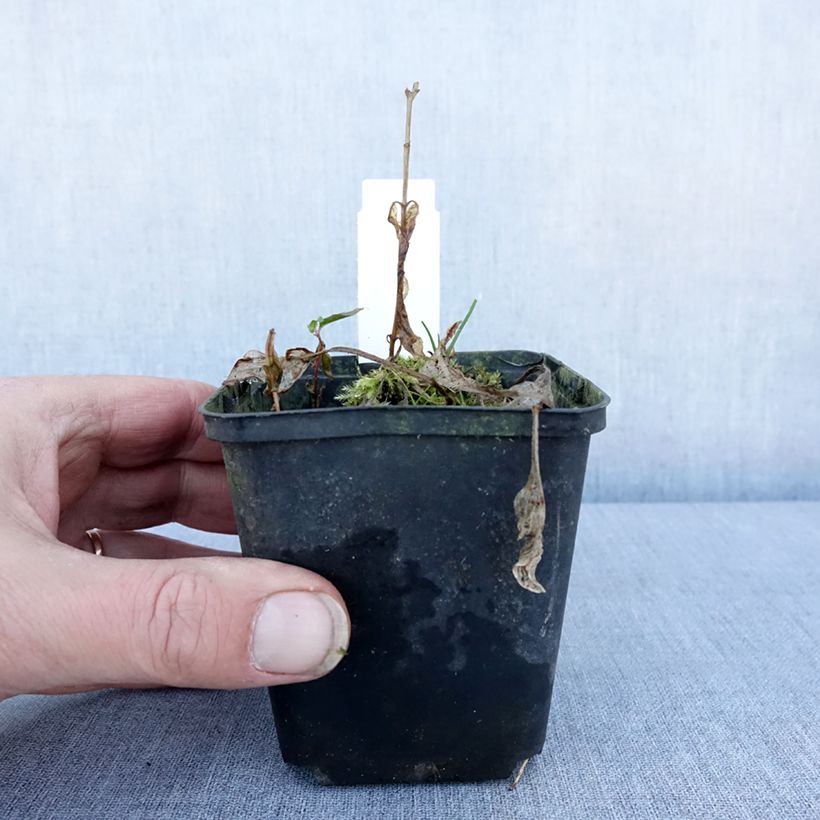 Hosta Diamond Tiara Maceta de 8/9 cm Ejemplar entregado en invierno