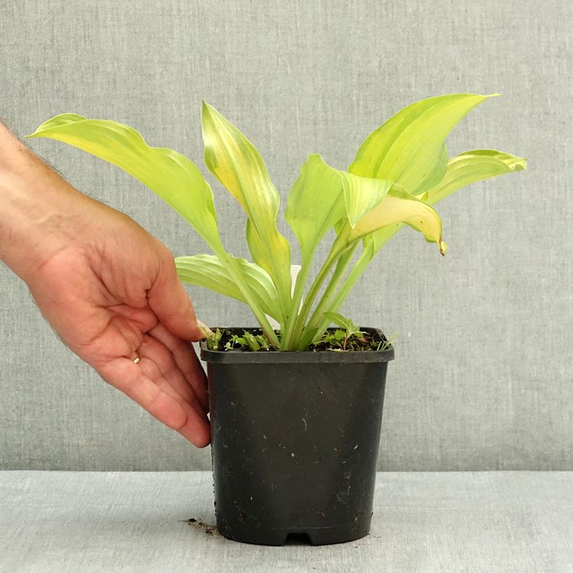 Ejemplar de Hosta Django Maceta 1,5L/2L entregado en verano