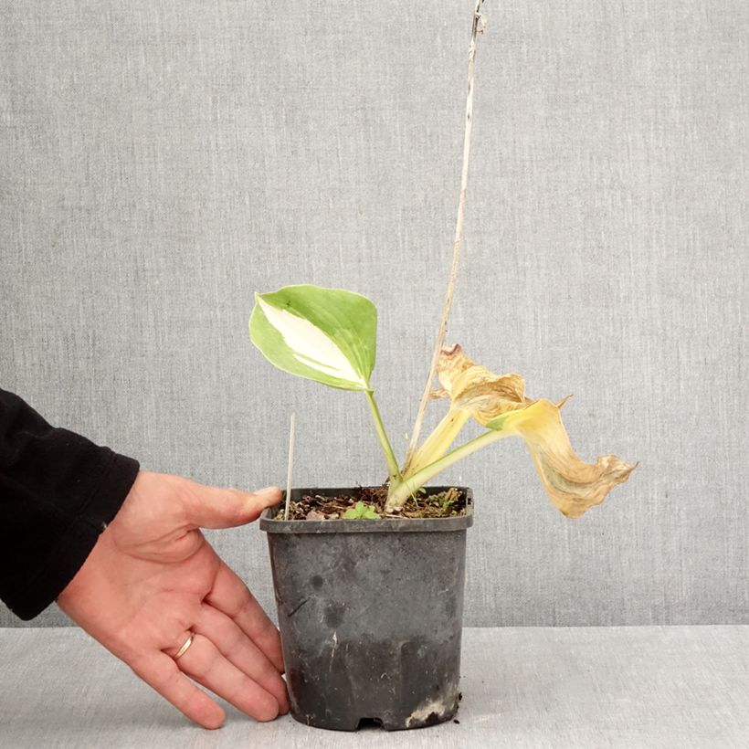 Ejemplar de Hosta Dream Queen Maceta 1,5L/2L entregado en otoño