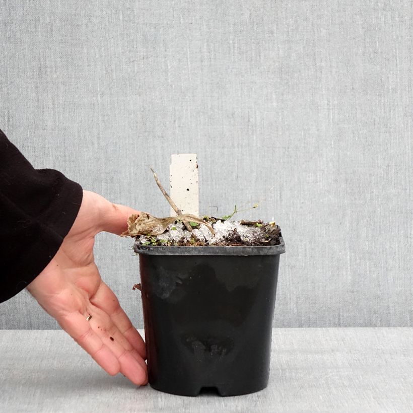 Hosta Dream Queen Maceta 1,5L/2L Ejemplar entregado en invierno