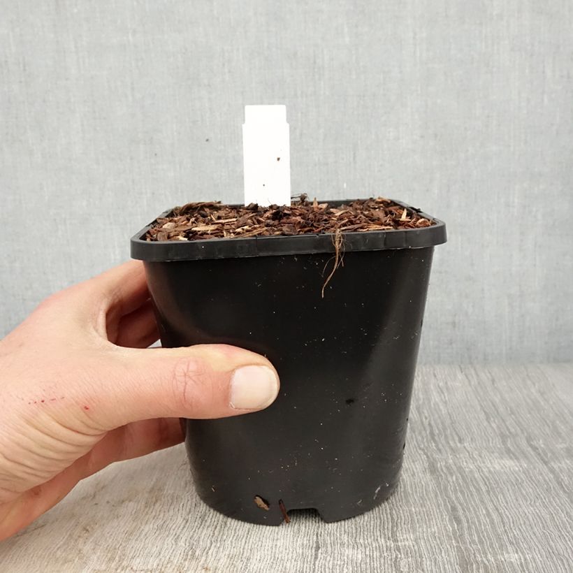 Hosta Dream Queen Maceta 1,5L/2L Ejemplar entregado en la primavera