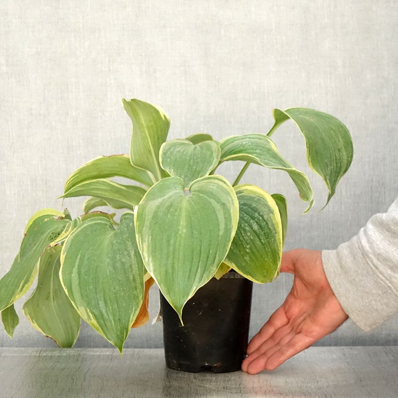Ejemplar de Hosta Earth Angel Maceta 1,5L/2L entregado en otoño