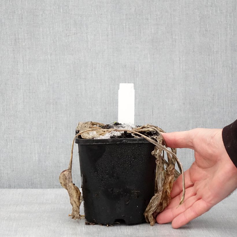 Hosta Earth Angel Maceta 1,5L/2L Ejemplar entregado en invierno