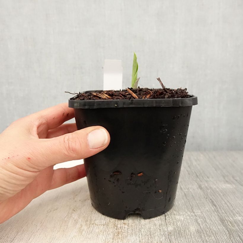 Hosta Earth Angel Maceta 1,5L/2L Ejemplar entregado en la primavera